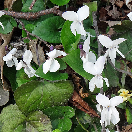 Dunkelblättriges Weisses Veilchen / Viola alba subsp. scotophylla