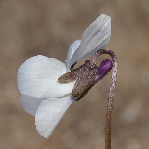 Dunkelblättriges Weisses Veilchen / Viola alba subsp. scotophylla