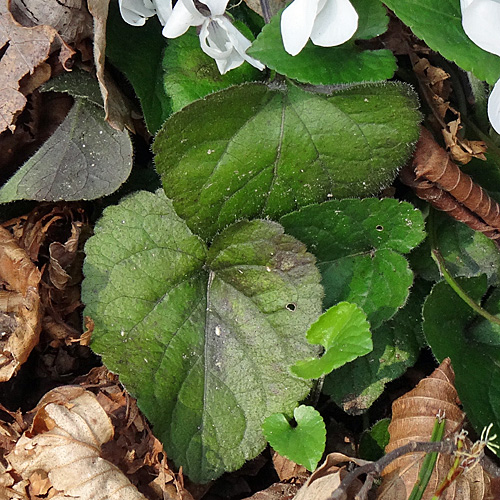 Dunkelblättriges Weisses Veilchen / Viola alba subsp. scotophylla