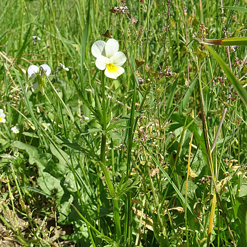 Acker-Stiefmütterchen / Viola arvensis