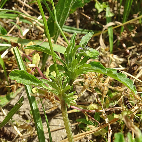 Acker-Stiefmütterchen / Viola arvensis