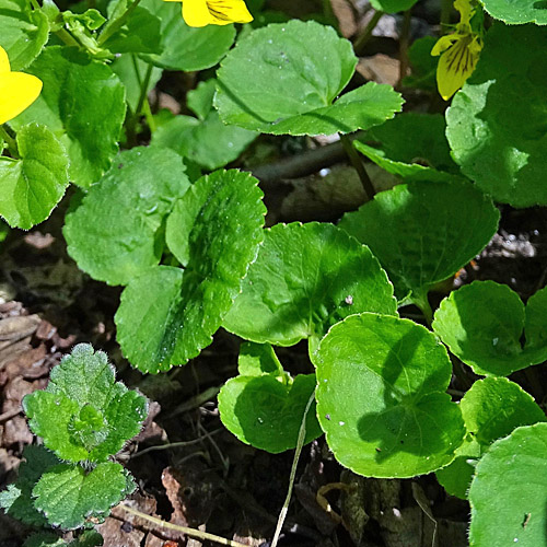 Gelbes Berg-Veilchen / Viola biflora