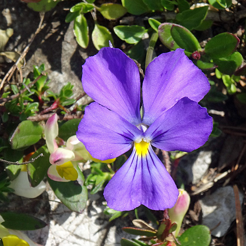 Langsporniges Stiefmütterchen / Viola calcarata