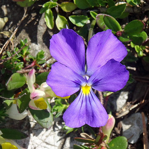 Langsporniges Stiefmütterchen / Viola calcarata