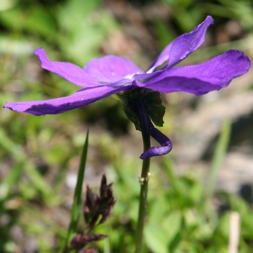Langsporniges Stiefmütterchen / Viola calcarata