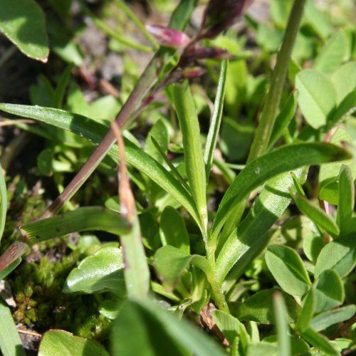 Langsporniges Stiefmütterchen / Viola calcarata