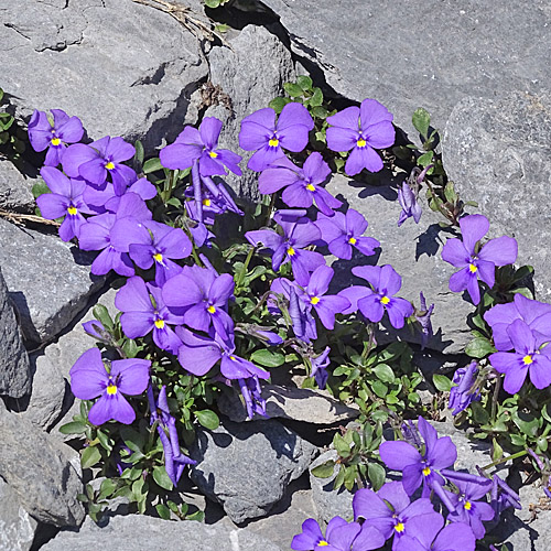 Mont Cenis-Stiefmütterchen / Viola cenisia