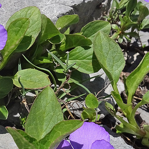 Mont Cenis-Stiefmütterchen / Viola cenisia