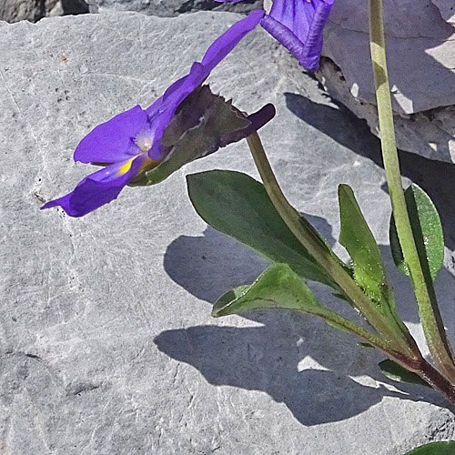 Mont Cenis-Stiefmütterchen / Viola cenisia