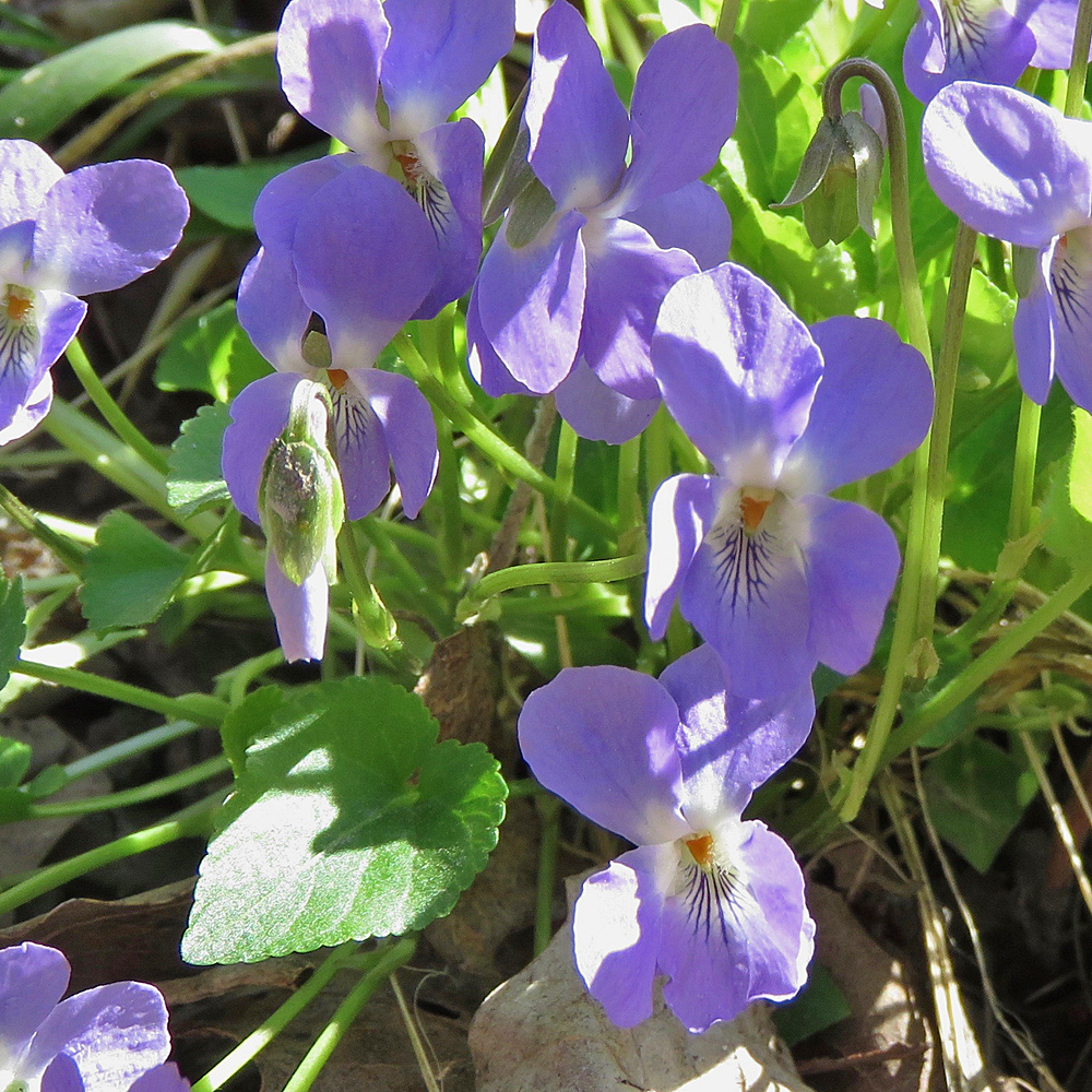 Hügel-Veilchen / Viola collina
