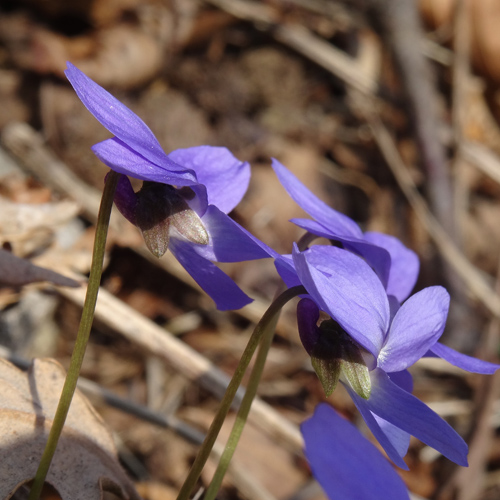 Rauhaariges Veilchen / Viola hirta