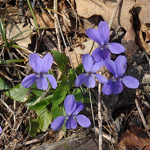 Rauhaariges Veilchen / Viola hirta