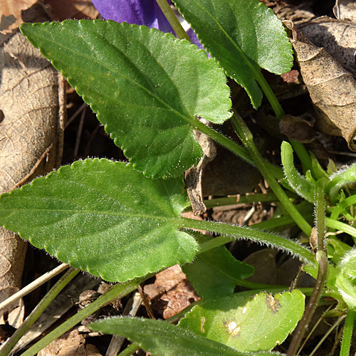 Rauhaariges Veilchen / Viola hirta