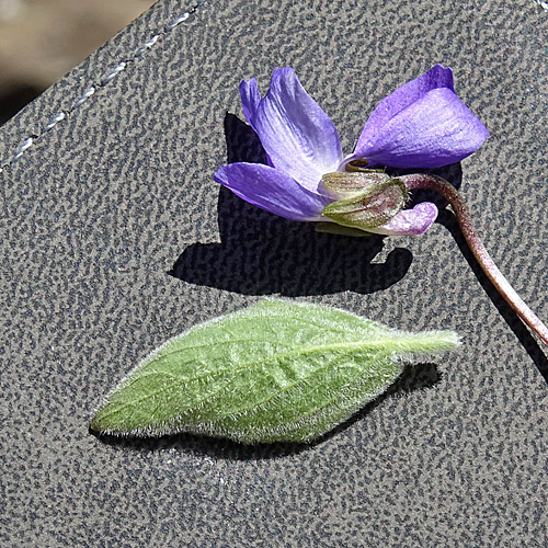 Rauhaariges Veilchen / Viola hirta