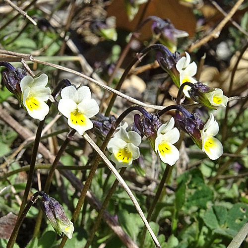 Zwerg-Stiefmütterchen / Viola kitaibeliana