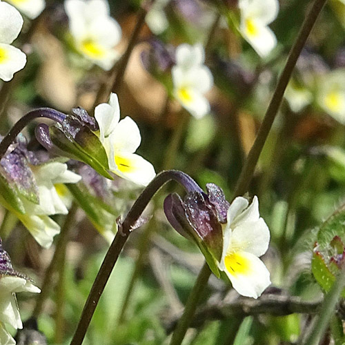 Zwerg-Stiefmütterchen / Viola kitaibeliana