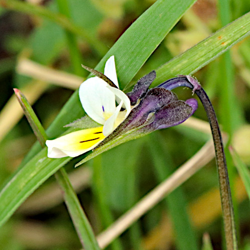 Zwerg-Stiefmütterchen / Viola kitaibeliana