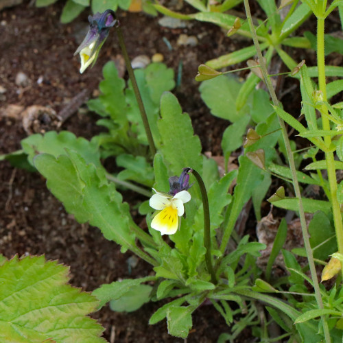 Zwerg-Stiefmütterchen / Viola kitaibeliana