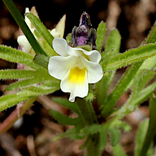 Zwerg-Stiefmütterchen / Viola kitaibeliana