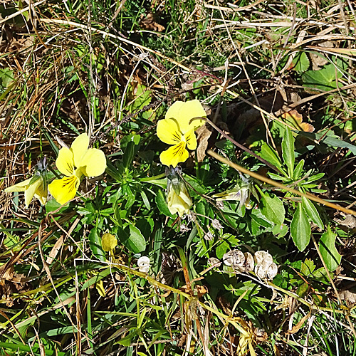 Gelbes Alpen-Stiefmütterchen / Viola lutea