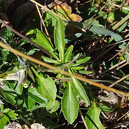 Gelbes Alpen-Stiefmütterchen / Viola lutea