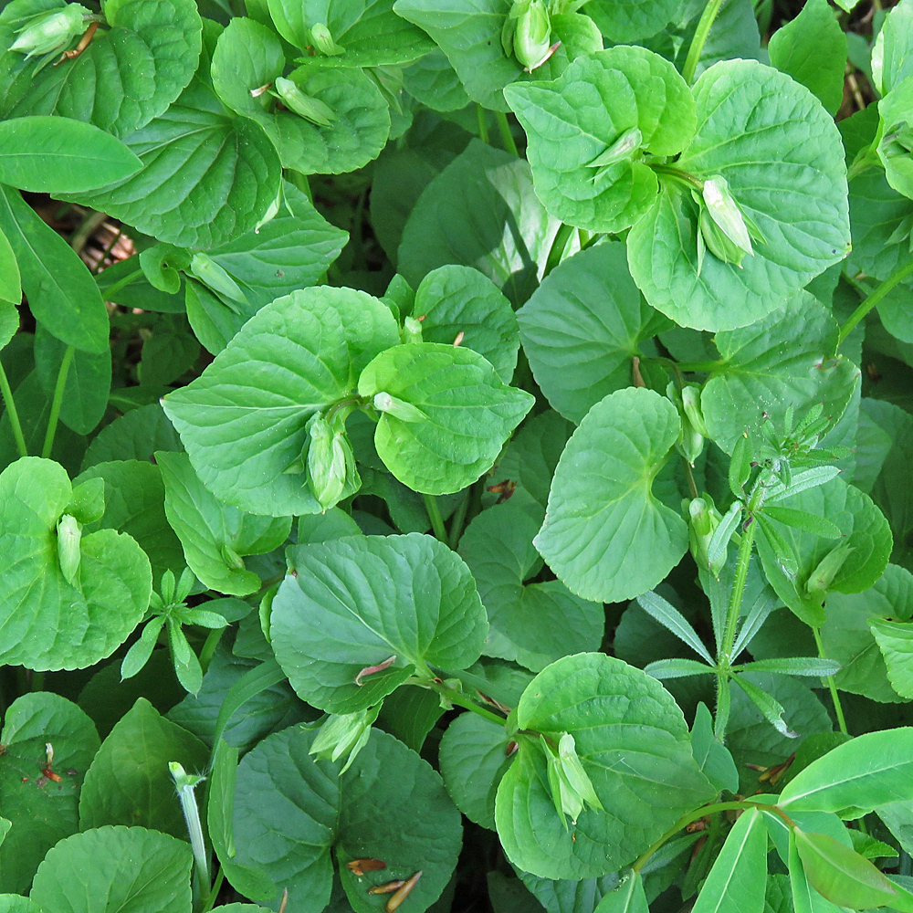 Wunder-Veilchen / Viola mirabilis