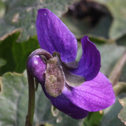 Wohlriechendes Veilchen / Viola odorata