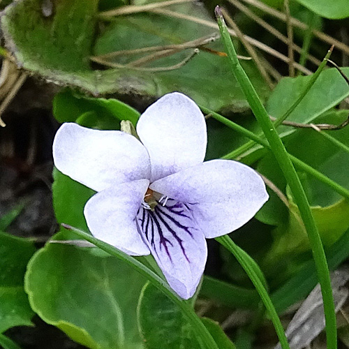 Sumpf-Veilchen / Viola palustris