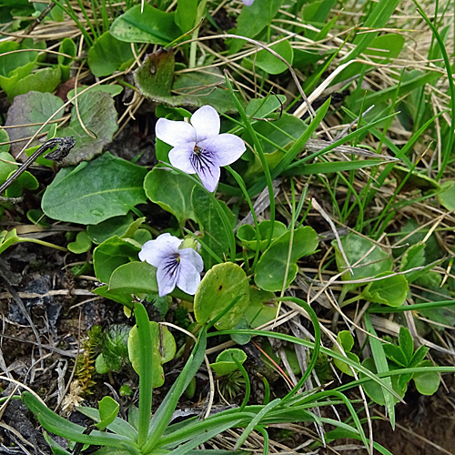 Sumpf-Veilchen / Viola palustris