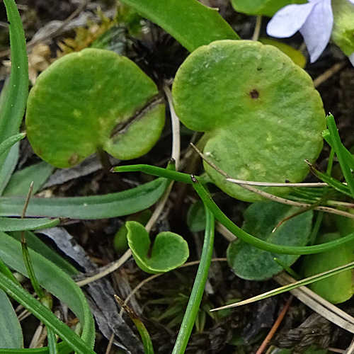 Sumpf-Veilchen / Viola palustris