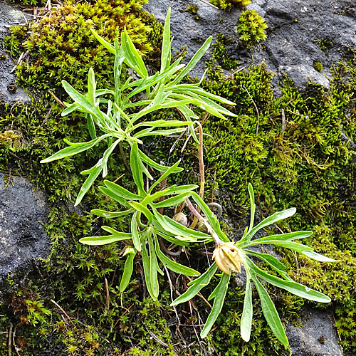 Fiederblättriges Veilchen / Viola pinnata