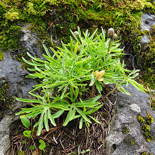 Fiederblättriges Veilchen / Viola pinnata