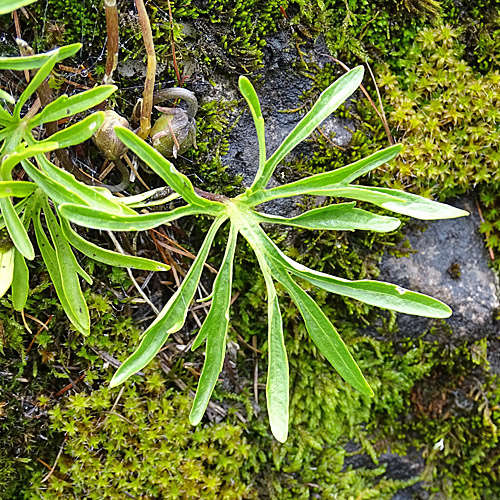 Fiederblättriges Veilchen / Viola pinnata