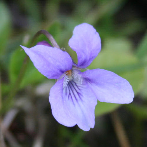 Wald-Veilchen / Viola reichenbachiana