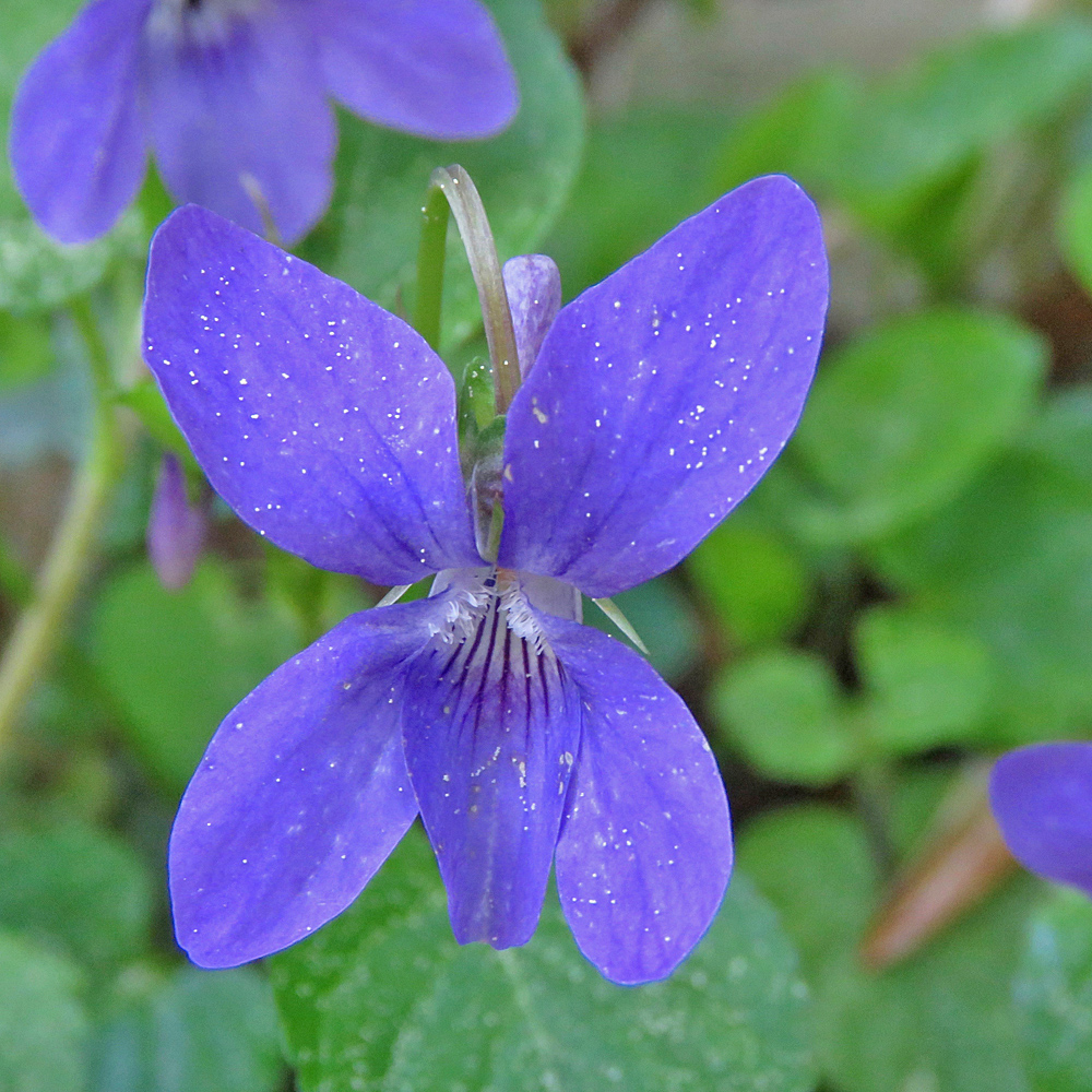 Wald-Veilchen / Viola reichenbachiana