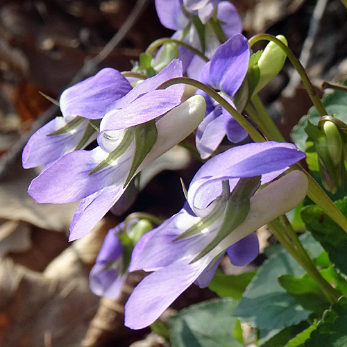 Rivinus' Veilchen / Viola riviniana