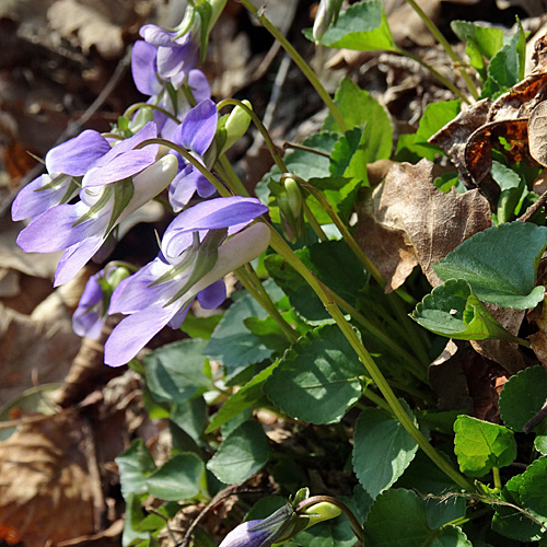 Rivinus' Veilchen / Viola riviniana