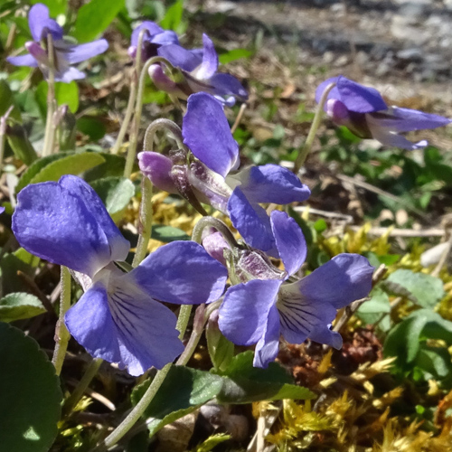 Felsen-Veilchen / Viola rupestris