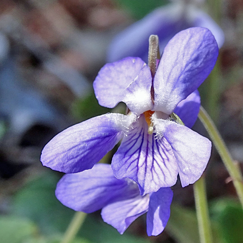 Felsen-Veilchen / Viola rupestris