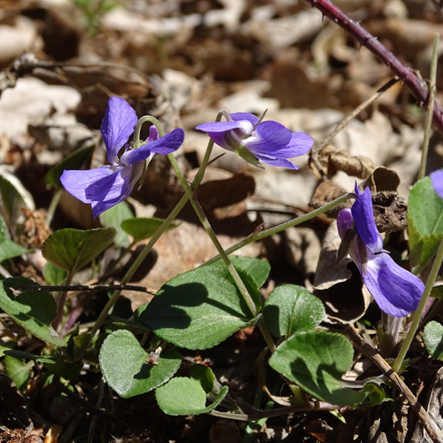 Felsen-Veilchen / Viola rupestris