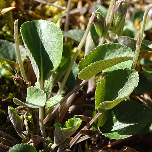 Felsen-Veilchen / Viola rupestris