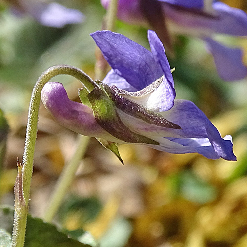 Felsen-Veilchen / Viola rupestris