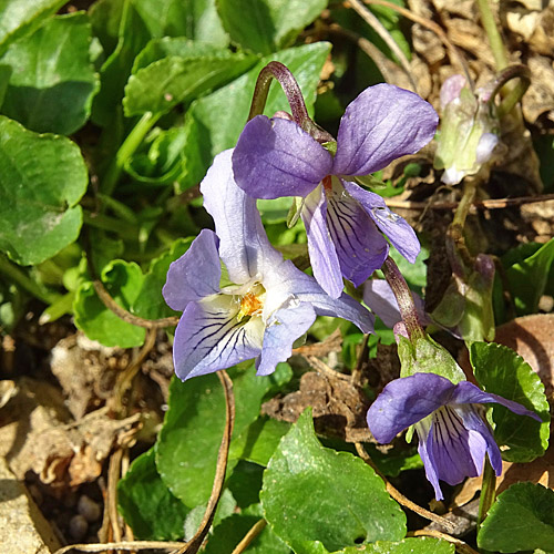 Duftendes Veilchen / Viola suavis