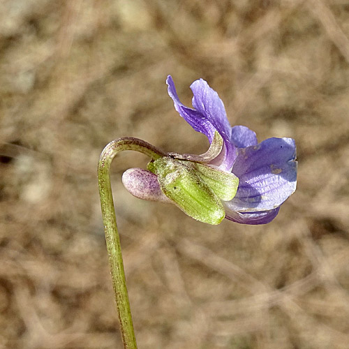 Duftendes Veilchen / Viola suavis