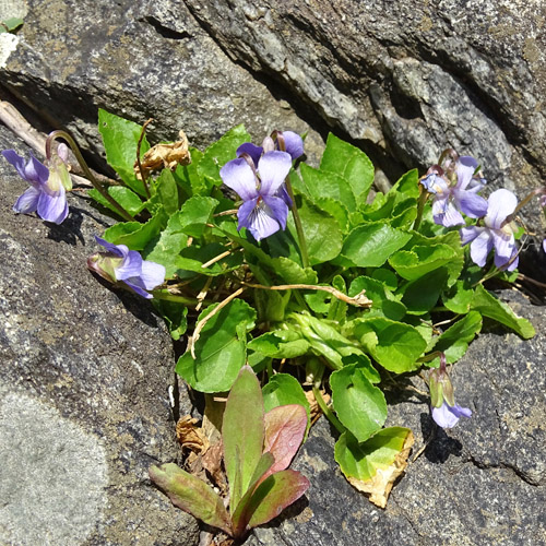 Duftendes Veilchen / Viola suavis