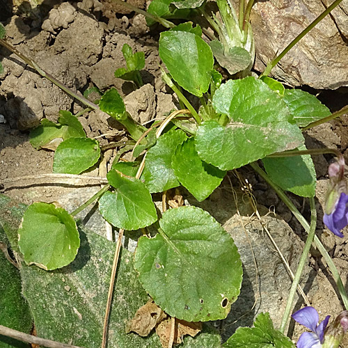 Duftendes Veilchen / Viola suavis