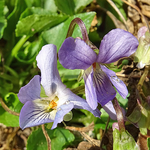 Duftendes Veilchen / Viola suavis