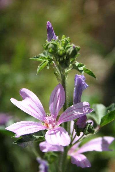 Wilde Malve / Malva sylvestris