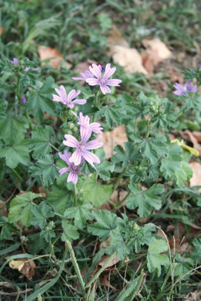 Wilde Malve / Malva sylvestris