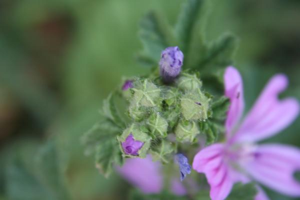 Wilde Malve / Malva sylvestris